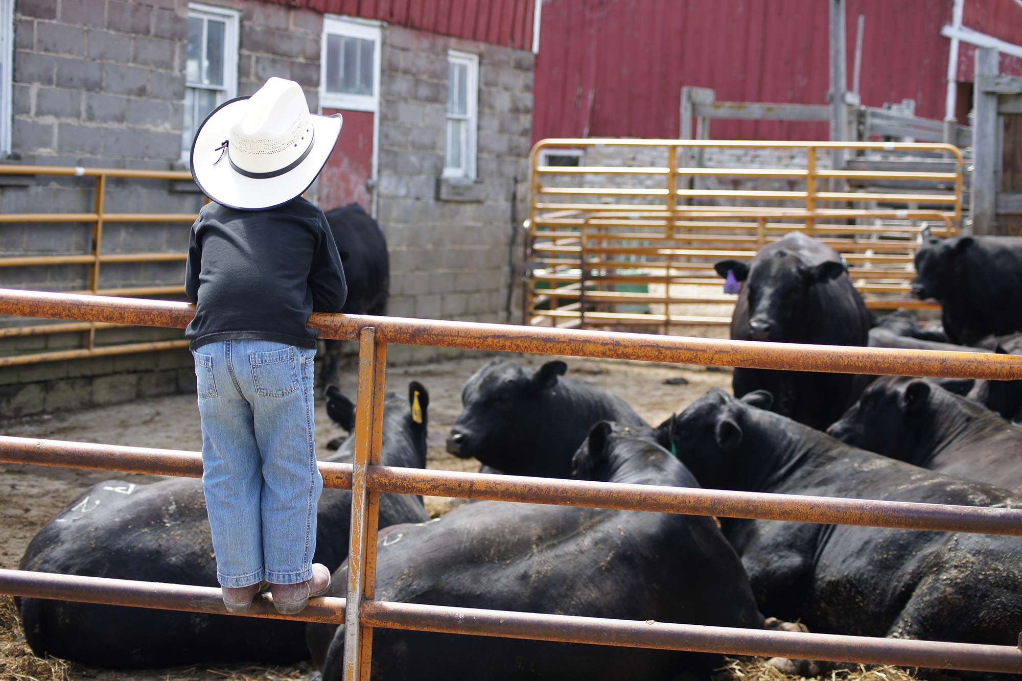 Boy on fence of cattle pen