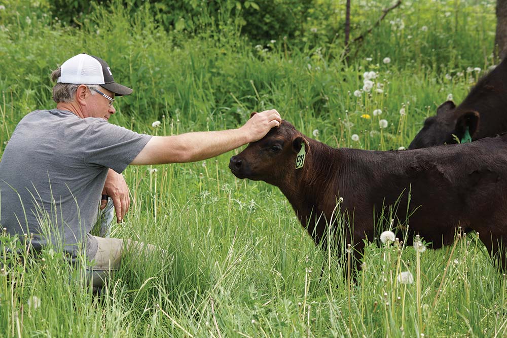 Calf in tall grass