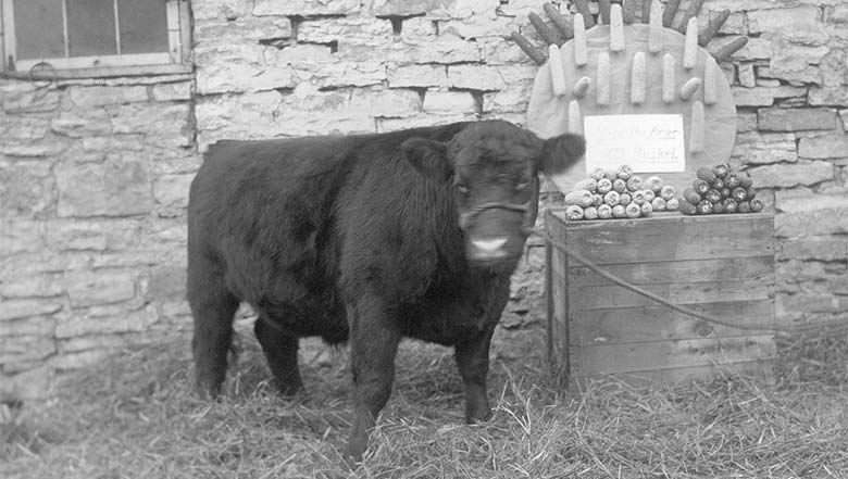 Steer and corn